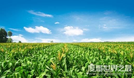 世界上生产玉米最多的国家，美国年产量10.75亿吨(中国2.5亿吨)