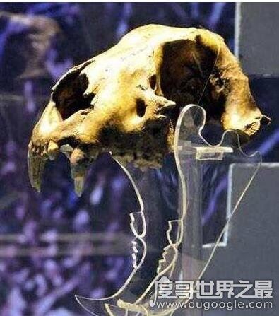 800公斤史上最大的老虎，东北远东巨虎(长4米/重800公斤)