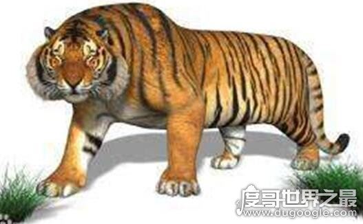 800公斤史上最大的老虎，东北远东巨虎(长4米/重800公斤)