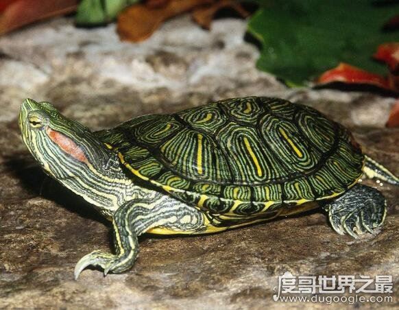 巴西龟寿命,大部分只能活15年以下(最长寿命不超过35年)