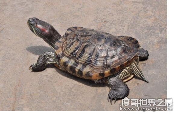 巴西龟寿命,大部分只能活15年以下(最长寿命不超过35年)