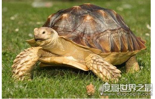 龟毛是什么意思，指一个人在生活中过度重视细节(近似“事儿妈”)