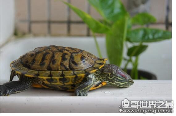 巴西龟寿命,大部分只能活15年以下(最长寿命不超过35年)