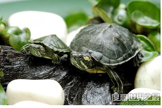 巴西龟寿命,大部分只能活15年以下(最长寿命不超过35年)