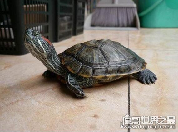 巴西龟寿命，大部分只能活15年以下(最长寿命不超过35年)