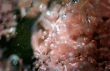 跳跳糖为什么会跳原理揭秘，童年回忆神奇的糖果