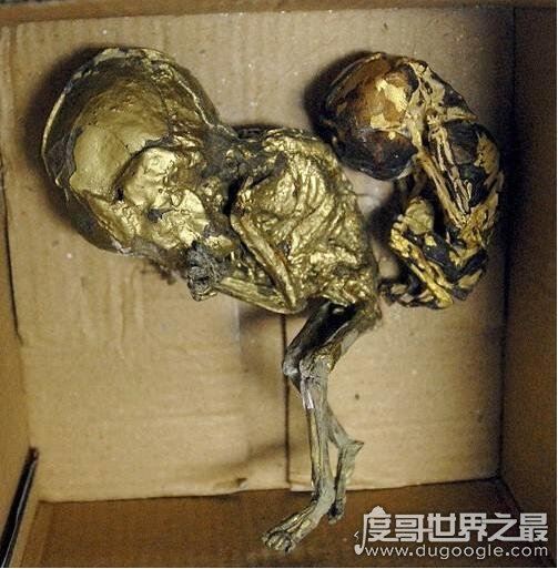 夭折婴儿制作的镀金婴尸,用来养小鬼不仅犯法而且没有效果