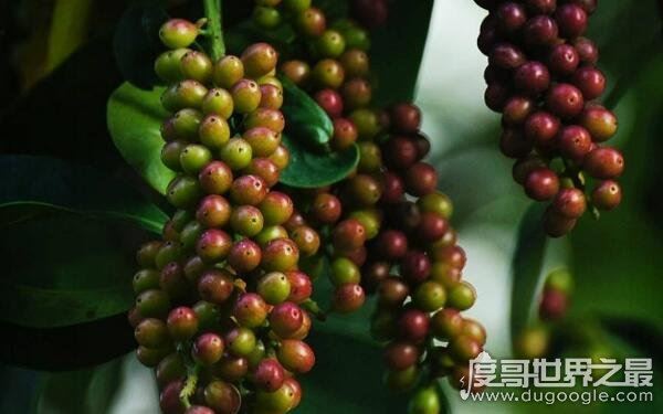 世界十大稀奇水果，名称让人陌生（少见的水果）