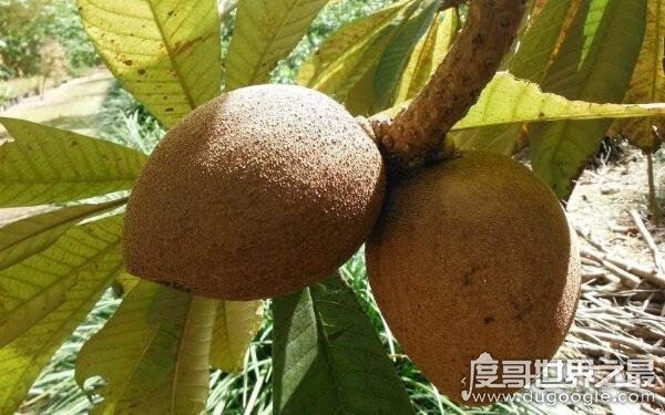 世界十大稀奇水果，名称让人陌生（少见的水果）
