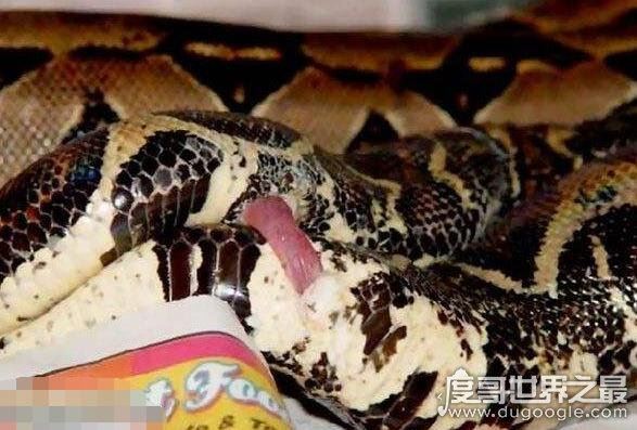 蛇交配过程详解，房事一次可以持续几天(你羡慕不来)