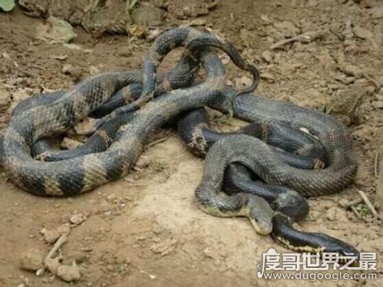 蛇交配过程详解，房事一次可以持续几天(你羡慕不来)