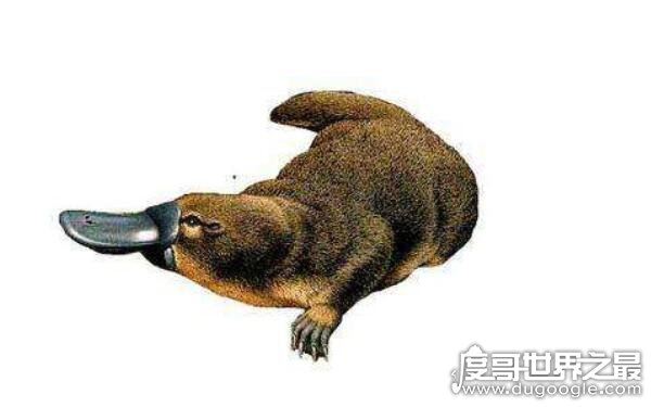 世界上最古老的哺乳动物，可追溯到2500万年前（鸭嘴兽）