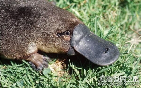 世界上最古老的哺乳动物，可追溯到2500万年前（鸭嘴兽）
