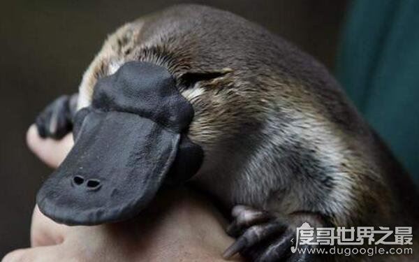 世界上最古老的哺乳动物，可追溯到2500万年前（鸭嘴兽）