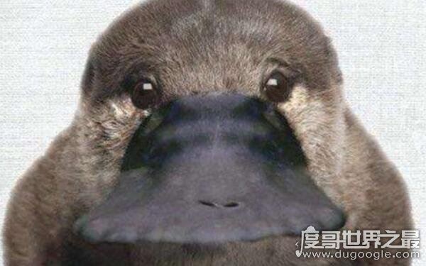 世界上最古老的哺乳动物，可追溯到2500万年前（鸭嘴兽）
