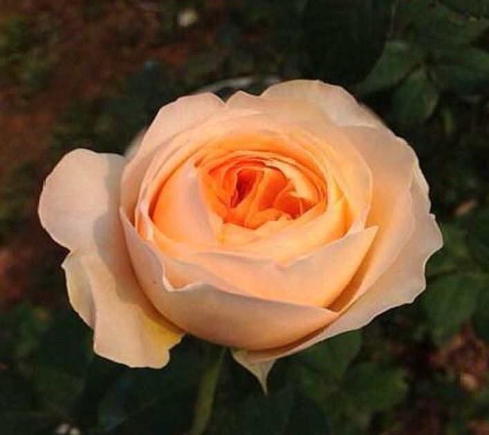 世界上最贵的玫瑰花,华丽高贵独一无二(身价千万)