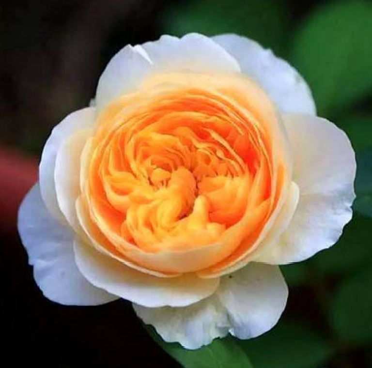 世界上最贵的玫瑰花，华丽高贵独一无二（身价千万）