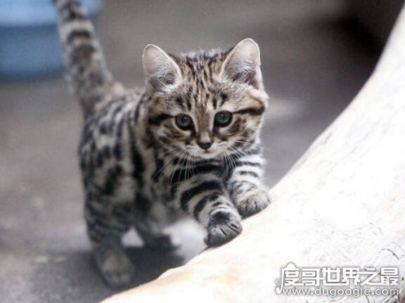 体型最小的野生猫科动物,黑足猫(但却能捕杀大4倍的猎物)