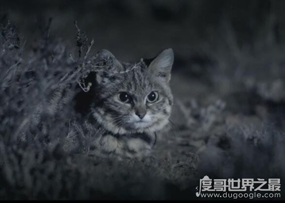 体型最小的野生猫科动物,黑足猫(但却能捕杀大4倍的猎物)