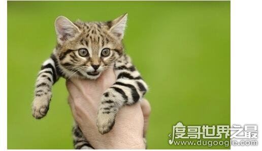 体型最小的野生猫科动物,黑足猫(但却能捕杀大4倍的猎物)