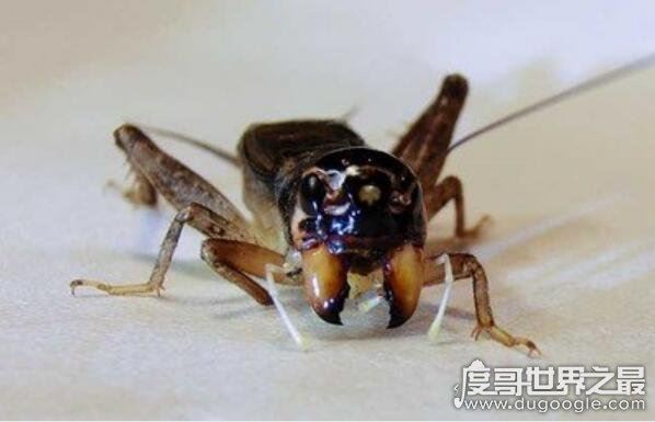 蛐蛐吃什么好养活，植物蔬菜/水果/鱼虾等荤素搭配(杂食性昆虫)