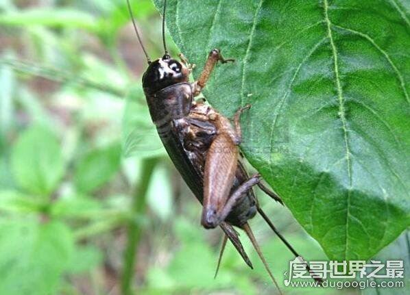 蛐蛐吃什么好养活，植物蔬菜/水果/鱼虾等荤素搭配(杂食性昆虫)