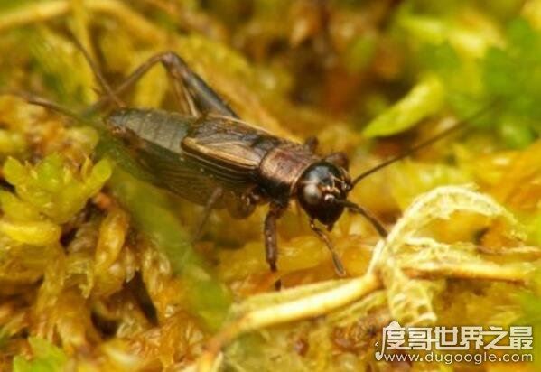 蛐蛐吃什么好养活,植物蔬菜/水果/鱼虾等荤素搭配(杂食性昆虫)