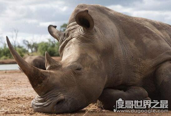 世界十大濒临灭绝的动物，全世界仅剩这一只白犀牛
