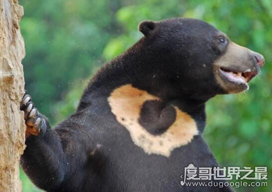 世界十大濒临灭绝的动物，全世界仅剩这一只白犀牛