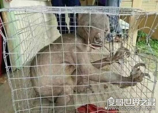 世界十大濒临灭绝的动物,全世界仅剩这一只白犀牛