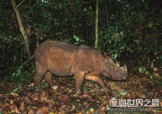 世界十大濒临灭绝的动物，全世界仅剩这一只白犀牛