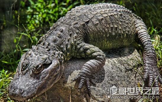 世界十大濒临灭绝的动物，全世界仅剩这一只白犀牛