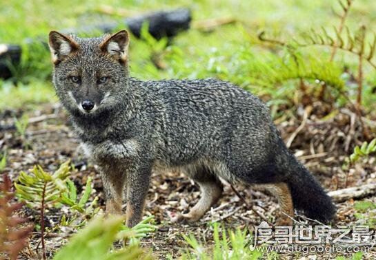 世界十大濒临灭绝的动物，全世界仅剩这一只白犀牛