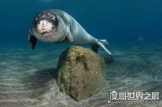 世界十大濒临灭绝的动物，全世界仅剩这一只白犀牛