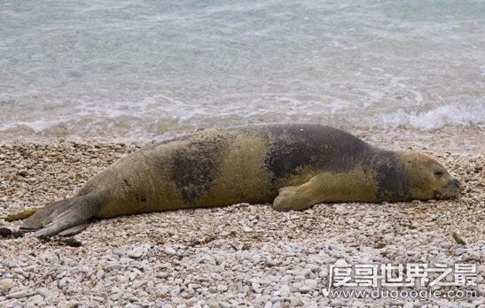 世界十大濒临灭绝的动物，全世界仅剩这一只白犀牛