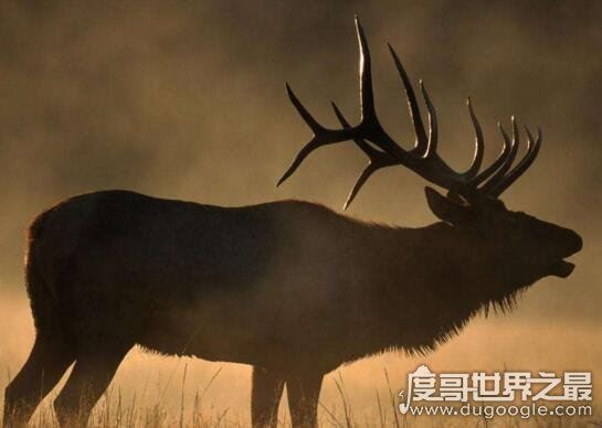 世界十大濒临灭绝的动物，全世界仅剩这一只白犀牛