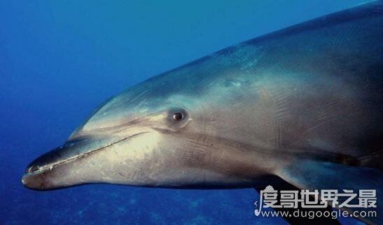 世界十大濒临灭绝的动物，全世界仅剩这一只白犀牛