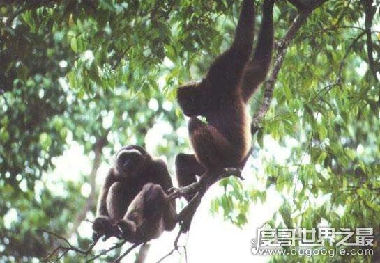 世界十大濒临灭绝的动物，全世界仅剩这一只白犀牛