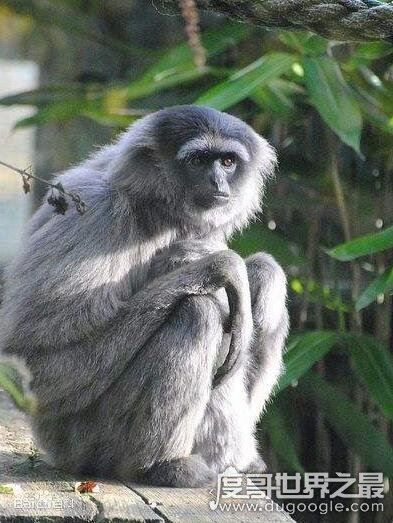 世界十大濒临灭绝的动物，全世界仅剩这一只白犀牛