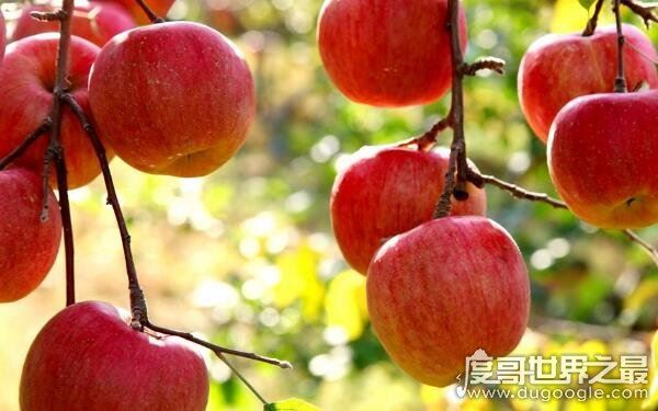 十大低糖水果排行榜,番石榴位居第一(糖尿病须知)