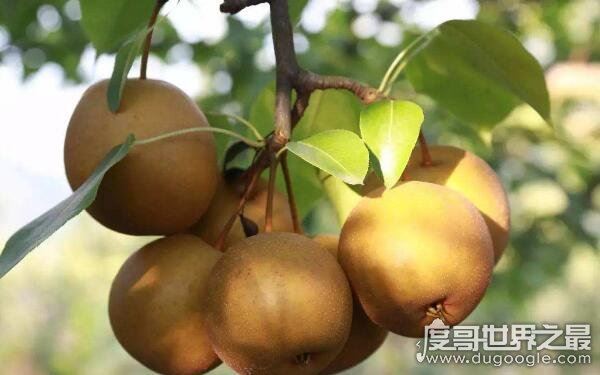 十大低糖水果排行榜，番石榴位居第一（糖尿病须知）