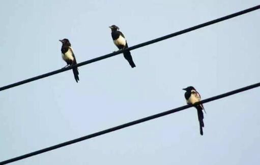 小鸟站在高压线上为什么不会触电，通过身体的电流小(6月28日蚂蚁庄园答案)