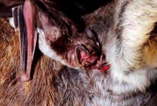 世界上最凶恶的蝙蝠，猪脸大蝙蝠最爱吸食鲜血