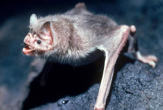 世界上最凶恶的蝙蝠，猪脸大蝙蝠最爱吸食鲜血