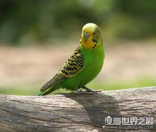 虎皮鹦鹉怎么养,虎皮鹦鹉吃什么(用带壳的粗粮喂养)