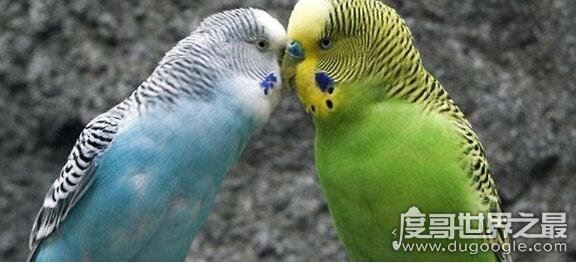 虎皮鹦鹉怎么养，虎皮鹦鹉吃什么(用带壳的粗粮喂养)