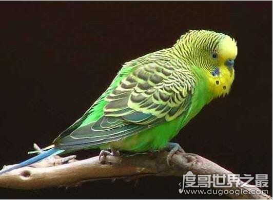 虎皮鹦鹉怎么养,虎皮鹦鹉吃什么(用带壳的粗粮喂养)