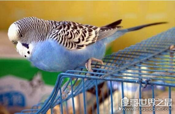 虎皮鹦鹉怎么养，虎皮鹦鹉吃什么(用带壳的粗粮喂养)