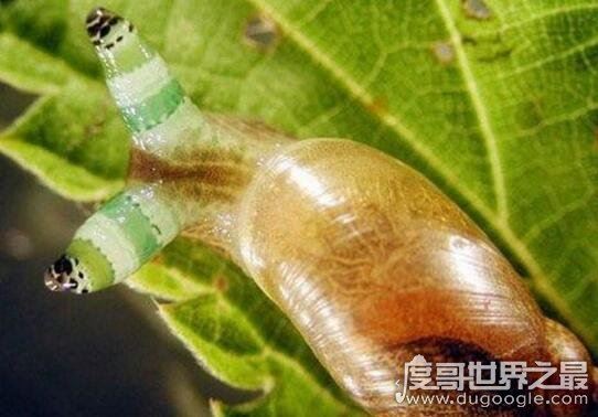 恶心的僵尸蜗牛,被寄生虫完全控制大脑直到死去