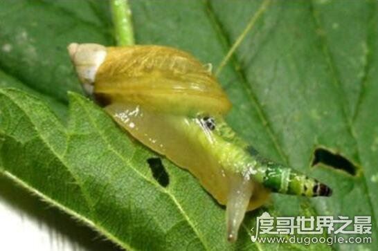 恶心的僵尸蜗牛，被寄生虫完全控制大脑直到死去